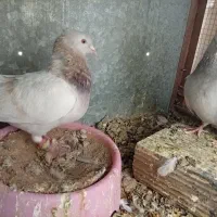 دو جفت کبوتر