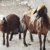 میش با بره