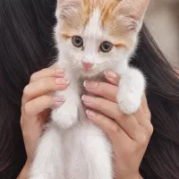 بچه گربه