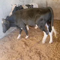 گوساله هلشتاین