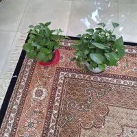 پتوس|گل و گیاه طبیعی|بجنورد, |دیوار