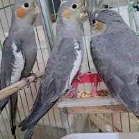 عروس هلندی