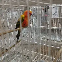 طوطی خورشیدی بالغ