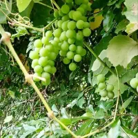 آبغوره طبیعی محلی و تازه/آب غوره شمال