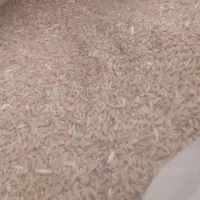 گندم پیشگام