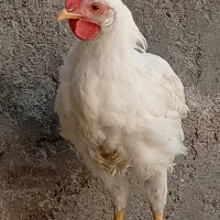 خروس