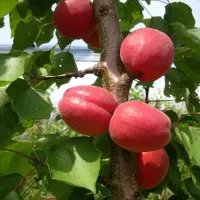 فروش انواع نهال فقط ۳۰ت