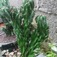 سه عدد کاکتوس صخره ای