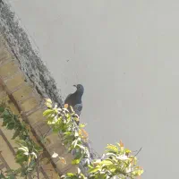 کبوتر|پرنده|شهرضا, |دیوار