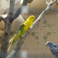 یک جفت مرغ عشق فوری