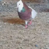 طوقی سرخ
