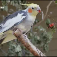 عروس هلندی گمشده نر