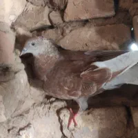 کفتر|پرنده|انابد, |دیوار