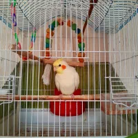 عروس هلندی نر لوتینو