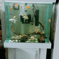 آکواریوم خالی یا با وسایل کامل و ماهی