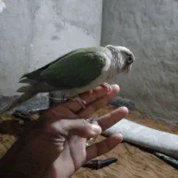 طوطی گرینچیک دستی