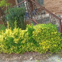 کاشتن گل و گیاه