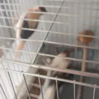 سلام ۴جوجه قناری ابلق لاکی فروش یا معاوضه