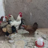 6عدد مرغ دورشت محلی جوان3 عدد خروس محلی دورشت