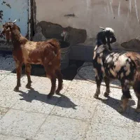 ۵عدد بز