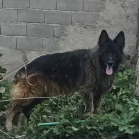 سگ ژرمن