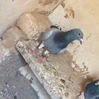 کفتر