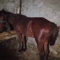 کره مادیان 7ماهه