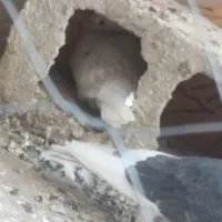 کبوتر گم شده
