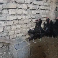 تخمرغ بلک استار