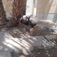 مرغ