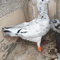 هفترنگ ماده ضربه