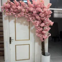 فروش درخچه شکوفه