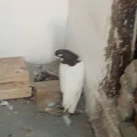 نروماده خال مست قورقوری