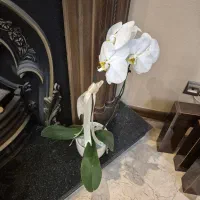 گل طبیعی ارکیده تک شاخه همراه گلدان