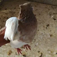 کله هفرنگ.ساده بدرنگ