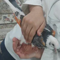 کبوتر