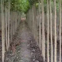 نهال اصلاح شده صنوبر  نیگرا