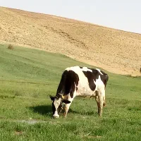 گاو
