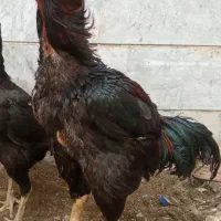 خروس لاری