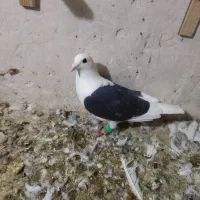 سلام پشت اهوازی دیروز باخت دادم