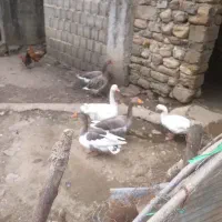 غاز محلی
