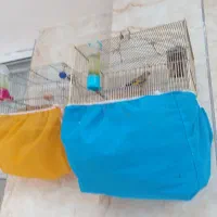 سهره