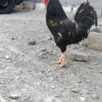جوجه محلی وخروس بزرگ بار جدید رسید