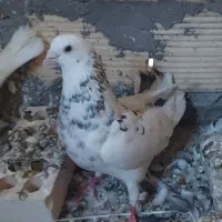 کبوتر‌کفتر شازده هفترنگ‌نر مست قلدر