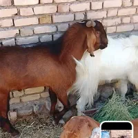 نری