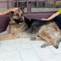 سگ ژرمن ورک ماده گمشده