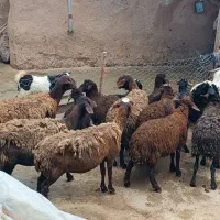 میش بابره بز وه بزغاله