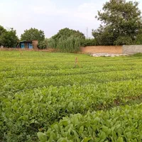 بذر فروشی