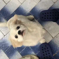 توله پودل خرسی ناز