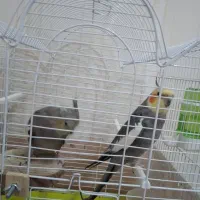 عروس هلندی